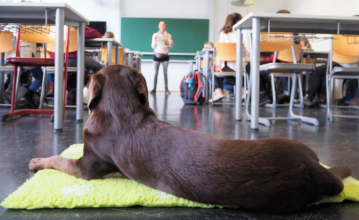 Universität Paderborn - Nachricht - Unterricht mit Schulhund: Vortrag über  tiergestützte Pädagogik an der Universität Paderborn